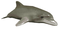 grey dolphin
