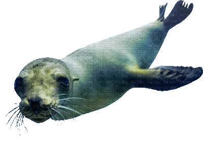 sea lion swimming underwater