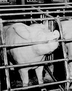 Sow biting the metal bars of her cage