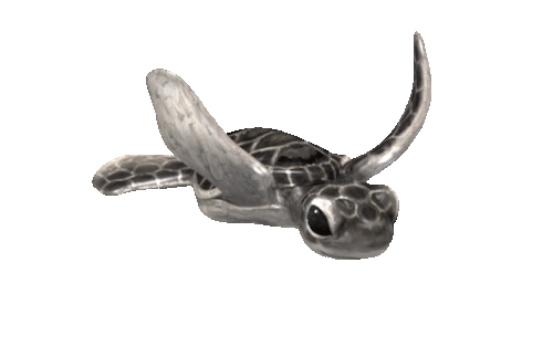Baby Marine Turtle