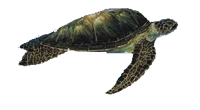 side view of Sea Turtle