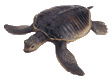 Sea Turtle Paddling