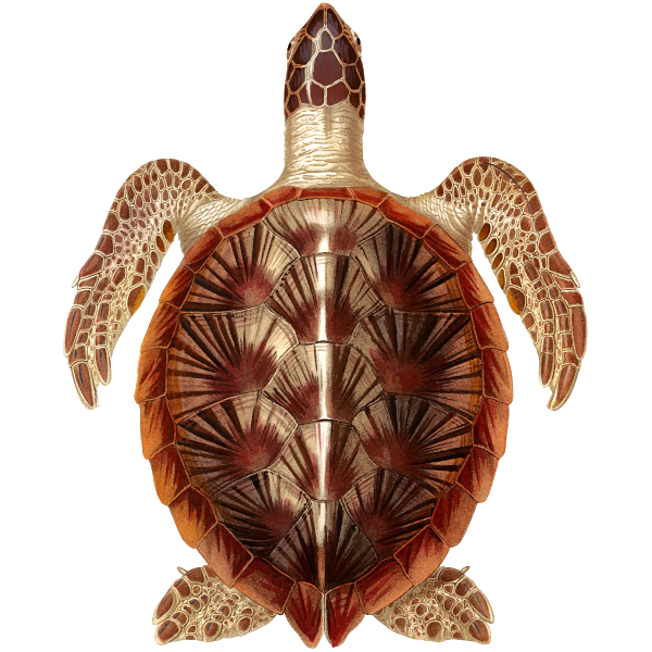 Brown Turtle clipart