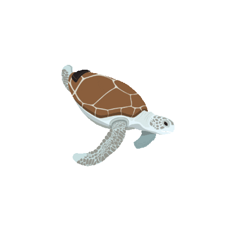 Brown and Mint Green Sea Turtle animated clipart