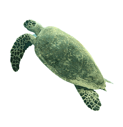 Big Green Sea Turtle