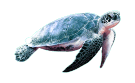 realistic animated Sea Turtle gif