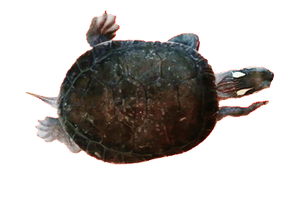 top view of Sea Turtle