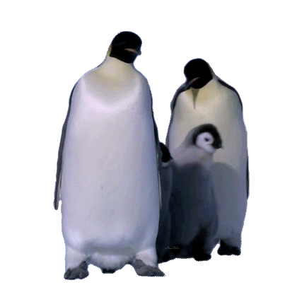 penguin family