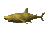 lemon shark