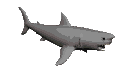 talking grey shark