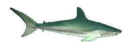 green shark
