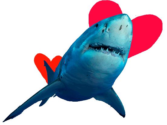 love shark